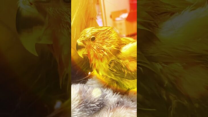 茶柱🍵煉獄抹茶🦜　#インコ ＃鬼滅の刃 #煉獄杏寿郎 #無限列車 #コザクラインコ #shorts