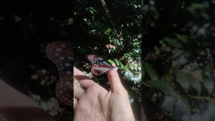 手乗りアサギマダラ　　「鬼滅の刃」に登場する胡蝶しのぶの隊服や髪飾りはアサギマダラをモチーフにしたもの。子どもたちにも人気のアサギマダラの人懐っこい姿。chestnut tiger butterfly